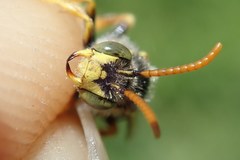 Nomada nobilis