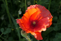Papaver rhoeas