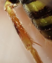 Nomada nobilis