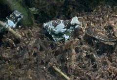 Trachycephalus resinifictrix