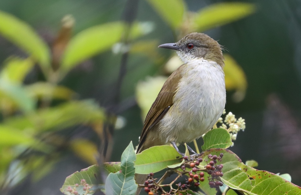 Slender-billed Greenbul (Stelgidillas gracilirostris) photo