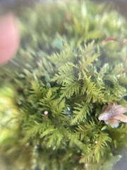 Thuidium recognitum