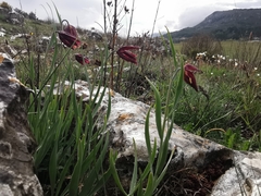 Fritillaria montana