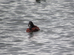 Oxyura ferruginea