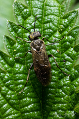 Sciapteryx consobrina