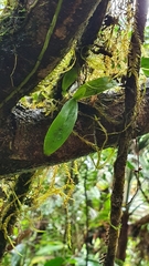 Epidendrum jamaicense