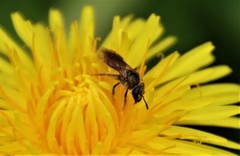Lasioglossum