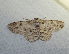 Ascotis reciprocaria