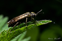 Sciapteryx consobrina