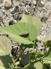 Agaeocera gentilis