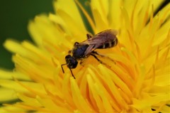 Lasioglossum