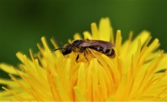 Lasioglossum