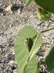 Agaeocera gentilis