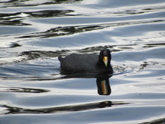 Fulica ardesiaca