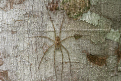 Syntrechalea