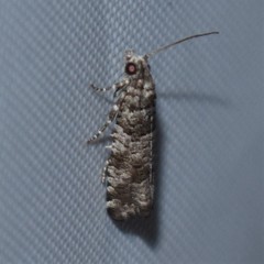 Retinia gemistrigulana
