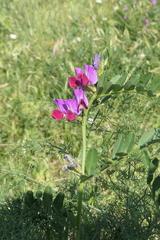 Vicia sativa