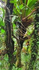 Epidendrum mutelianum