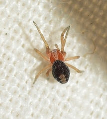 Marilynia bicolor
