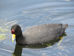 Fulica ardesiaca