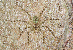 Selenops