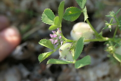 Trifolium tomentosum