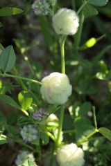 Trifolium tomentosum