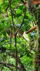 Epidendrum jamaicense