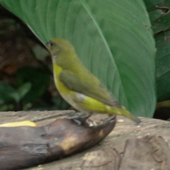 Euphonia hirundinacea