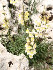 Antirrhinum siculum