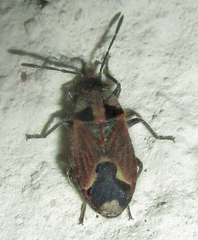 Melanotelus villosulus