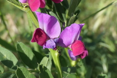 Vicia sativa