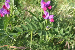 Vicia sativa