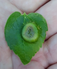 Pachypsylla celtidisumbilicus