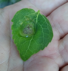 Pachypsylla celtidisumbilicus