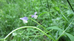 Vicia bithynica