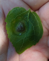 Pachypsylla celtidisumbilicus