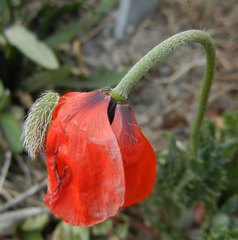 Papaver