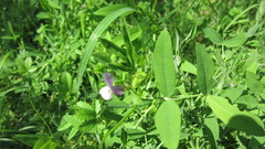 Vicia bithynica