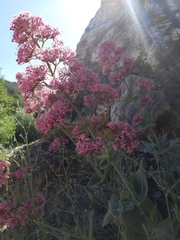 Centranthus ruber