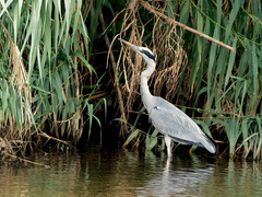 Ardea cinerea