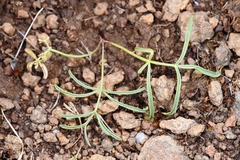 Lomatium lithosolamans
