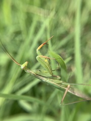 Mantis religiosa