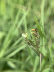 Mantis religiosa