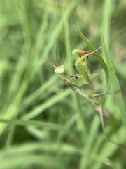 Mantis religiosa