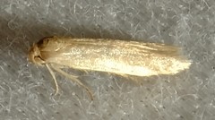 Holcocera immaculella