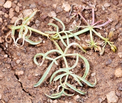 Lomatium lithosolamans