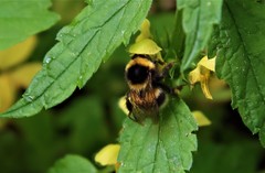 Bombus hortorum