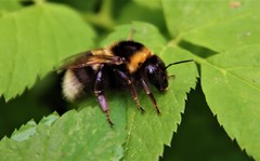 Bombus hortorum