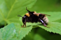 Bombus hortorum